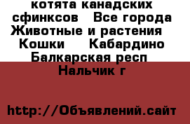 котята канадских сфинксов - Все города Животные и растения » Кошки   . Кабардино-Балкарская респ.,Нальчик г.